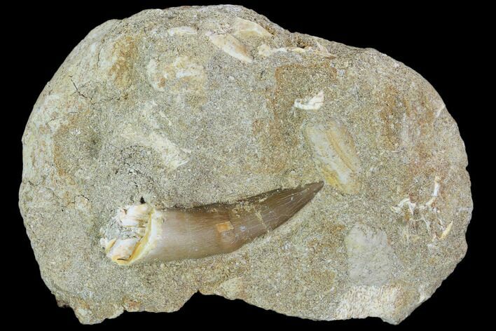 Fossil Plesiosaur (Zarafasaura) Tooth In Rock - Morocco #102100